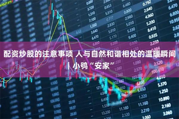 配资炒股的注意事项 人与自然和谐相处的温暖瞬间｜小鸮“安家”